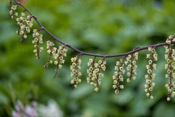 Chinese ä¸­å›½æ—ŒèŠ‚èŠ±