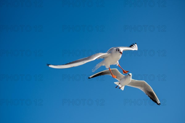 Pair of seagulls flying in the sky background
