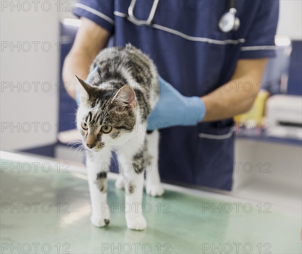 Close up doctor with stethoscope checking cat