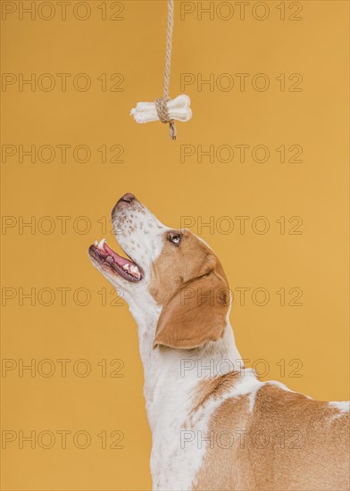 Happy dog looking up bone