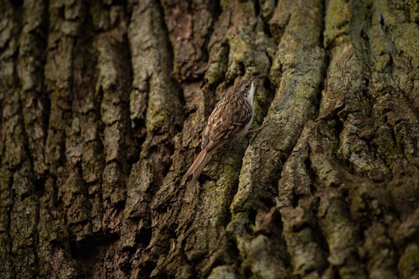 Short-toed treecreeper