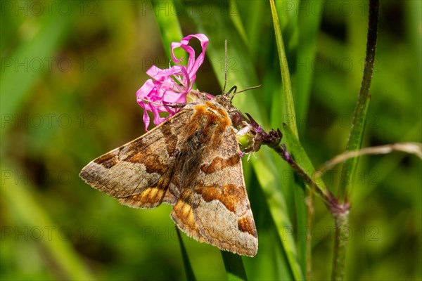 Burnet companion butterfly with closed wings sitting on red flower from behind