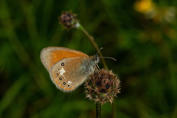 Red-brown meadowbird Butterfly with closed wings sitting on brown fruit capsule seen right