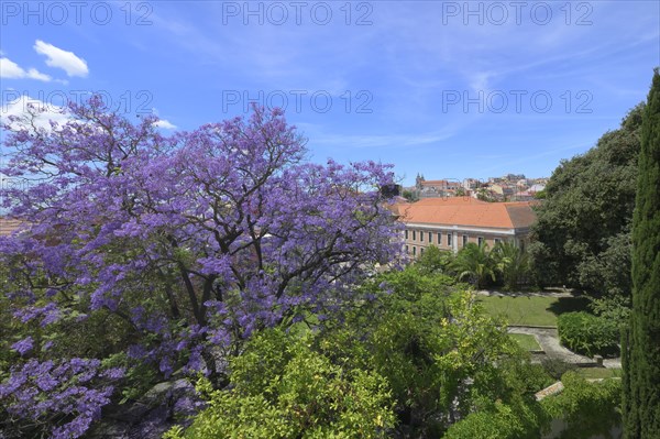 Jacaranda tree at Mae de Agua reservoir museum garden