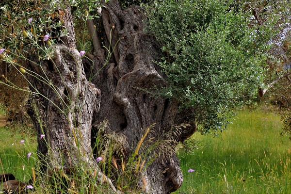 Old olive trees with thick trunks