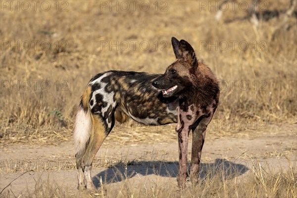 African wild dog