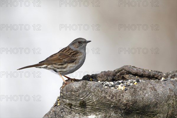 Dunnock