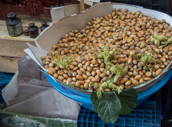 Fresh unshelled hazelnuts seeds of Whole nuts as background