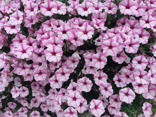 Garden petunia