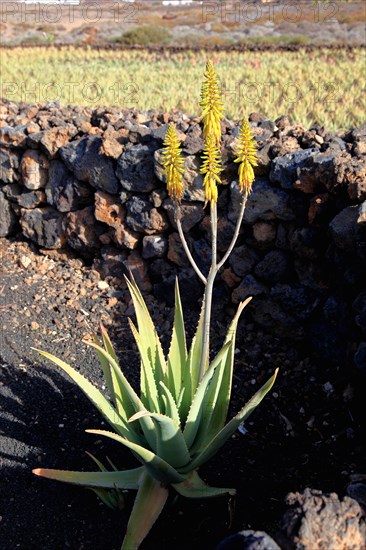 Aloe Vera Plantation at Orzola