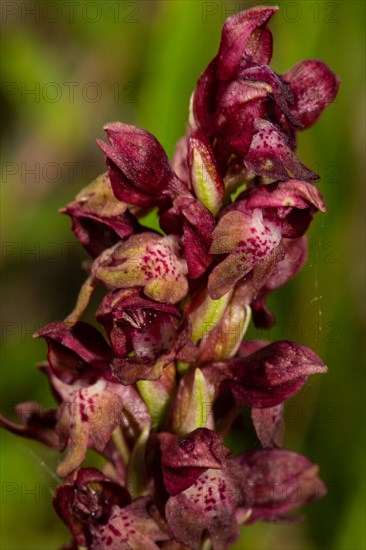 Bug orchid Inflorescence with a few open purple flowers