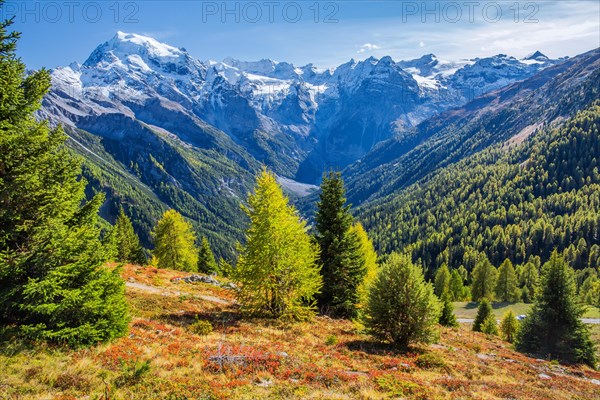 Panorama of the valley with Ortler 3905m and Trafoier ice wall 3565m in early autumn