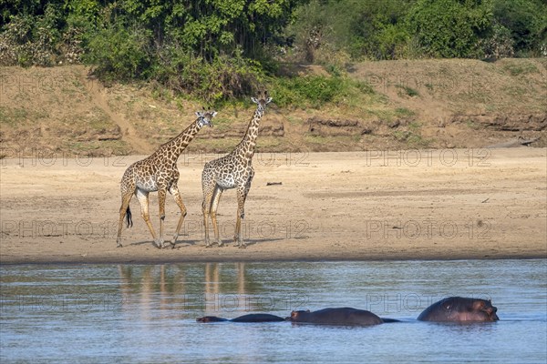 Rhodesian giraffe