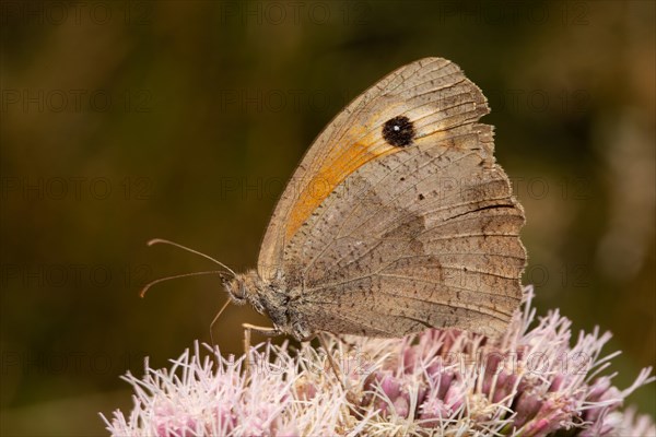 Greater bull's eye with closed wings sitting on pink flower looking left