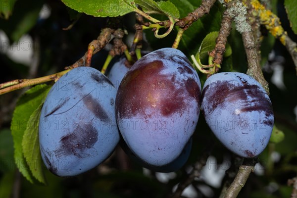 Plums on a branch with some blue fruits and green leaves