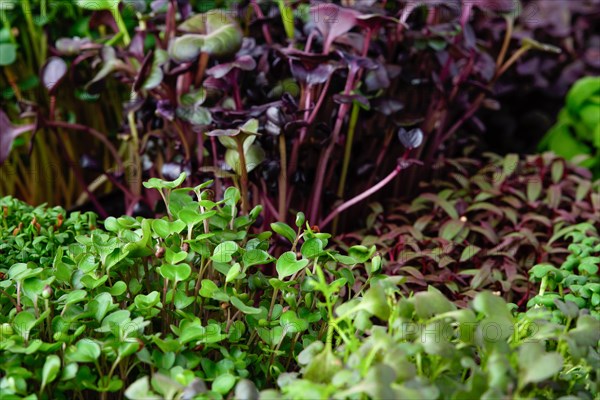 Fresh microgreens in plastic basket