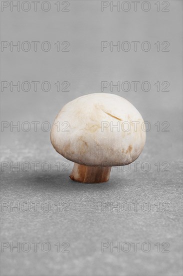 Fresh champignon mushroom on gray paper