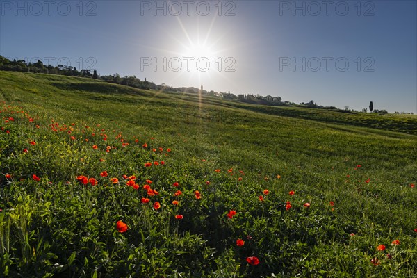 Landscape at sunrise around Pienza