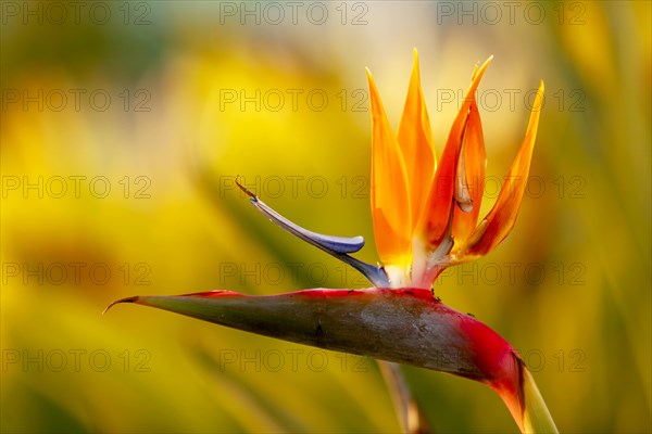 Strelitzia