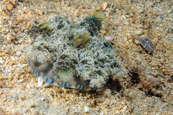 Mangrove jellyfish