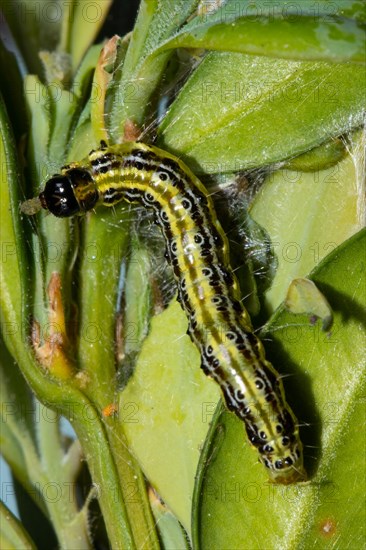 Boxwood tongues caterpillar hanging on green leaf looking up