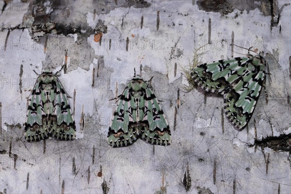 Celadon owl three moths sitting next to each other on a tree trunk seeing different from behind