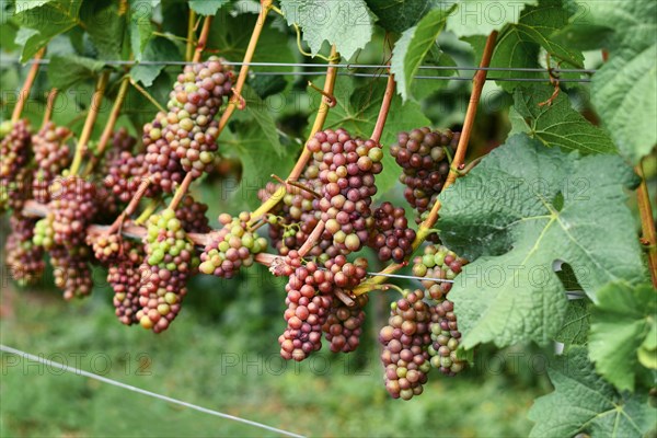 Grapes turning from green to pink color when becoming ripe in late summer