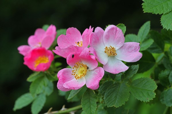 Sweet briar