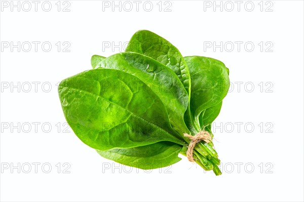 Fresh green baby spinach leaves isolated on white