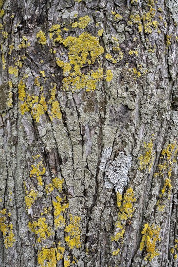 Moss lichens on a tree bark