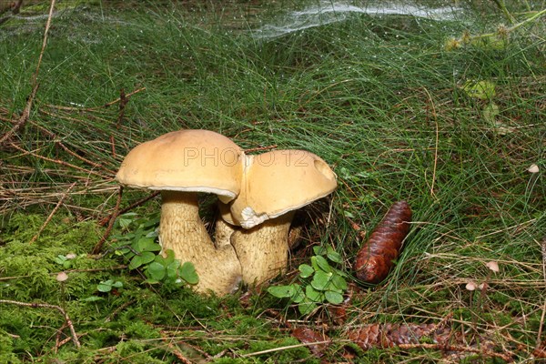 Bitter bolete