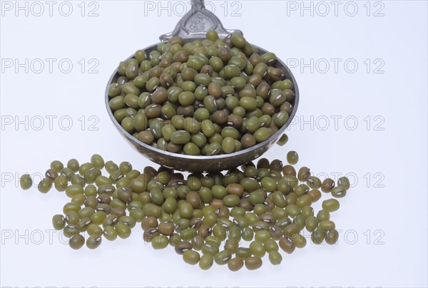 Mung bean