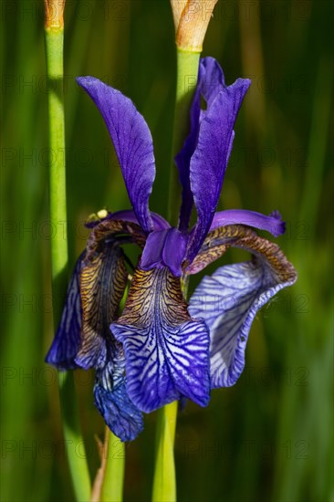 Siberian iris Inflorescence with a few open blue flowers