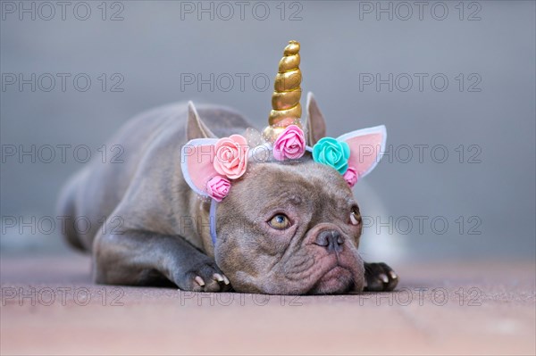 French Bulldog dog dressed up as unicorn wearing beautiful headband with pastel colored flowers and golden horn