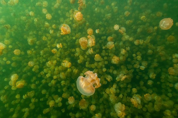 Large numbers of non-nettling Golden Jellyfish