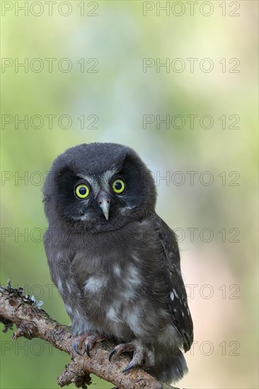 Tengmalm's Owl