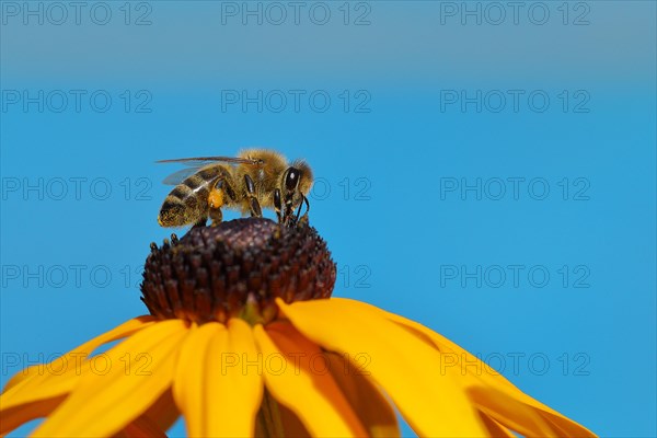 European honey bee