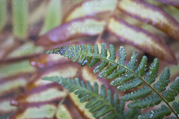 Royal fern