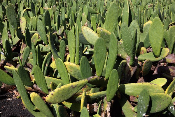 (Opuntia) plantations for the breeding of the cochineal scale insect, near Guatiza, Lanzarote, Canary Islands, Spain, Europe