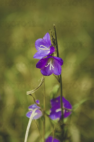 Spreading bellflower