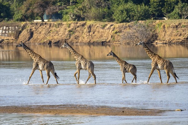 Rhodesian giraffe