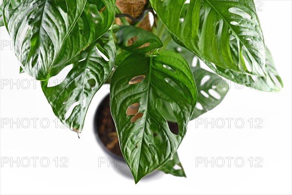 Leaf close up of tropical Monstera Adansonii or Monstera Monkey Mask vine house plant on climbing pole on white background