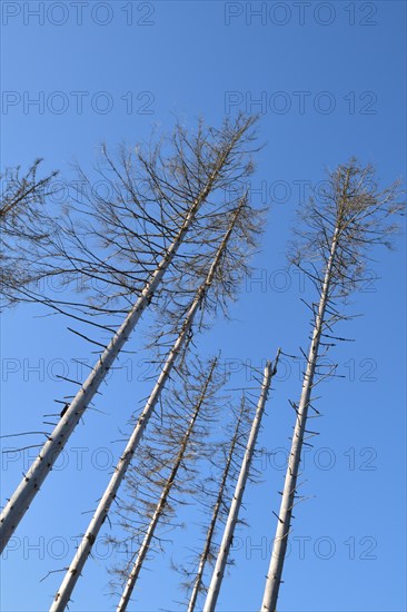 Detailed view of dead larches due to kima change in the Hunsrueck-Hochwald National Park