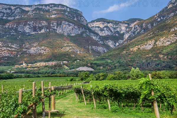 Vineyard in the Adige Valley with pilgrimage church Madonna della Corona high in the rock