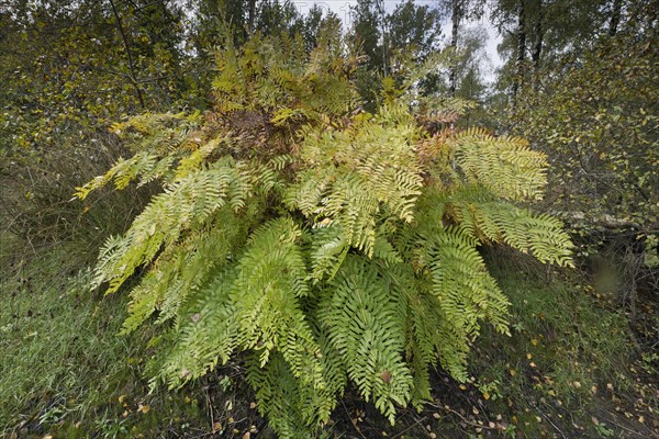 Royal fern