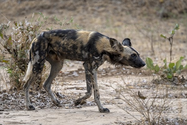 African wild dog