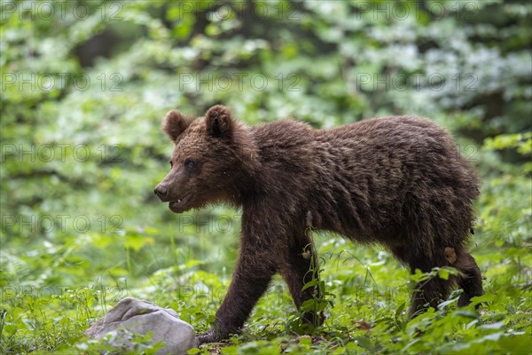 European brown bear