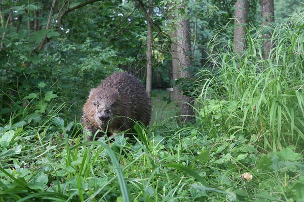 European beaver