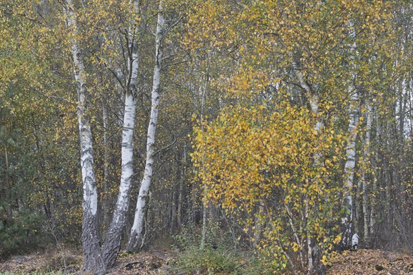 Warty birch