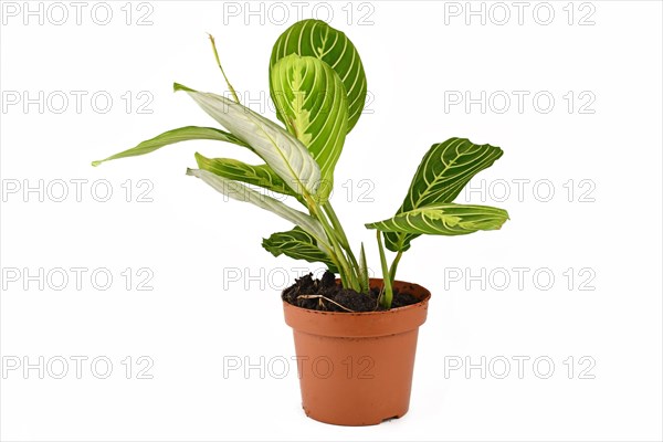 Green veined exotic 'Maranta Leuconeura Lemon Lime' houseplant with raised leaves in flower pot isolated on white background